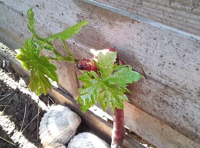 Avec Jardin, Piscine, Sauna, Proche De La Et Du Village Naturiste