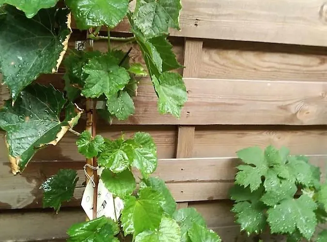 Avec Jardin, Piscine, Sauna, Proche De La Et Du Village Naturiste *
